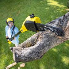 Best Tree Maintenance Programs  in St Cloud, MN